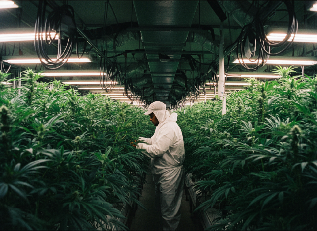 TP-G Farm cannabis process from harvest to hand-trimming for quality control